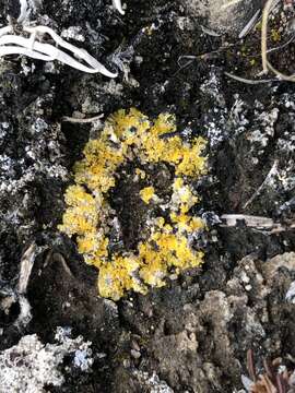 Image of Fulgensia bracteata (Hoffm.) Räsänen