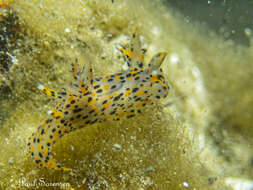 Image of Sea slug