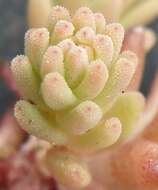 Слика од Sedum radiatum subsp. depauperatum R. T. Clausen