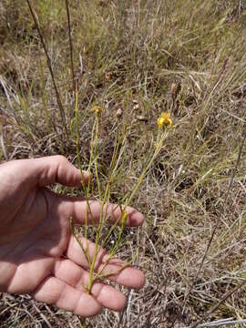 Image of dogfennel