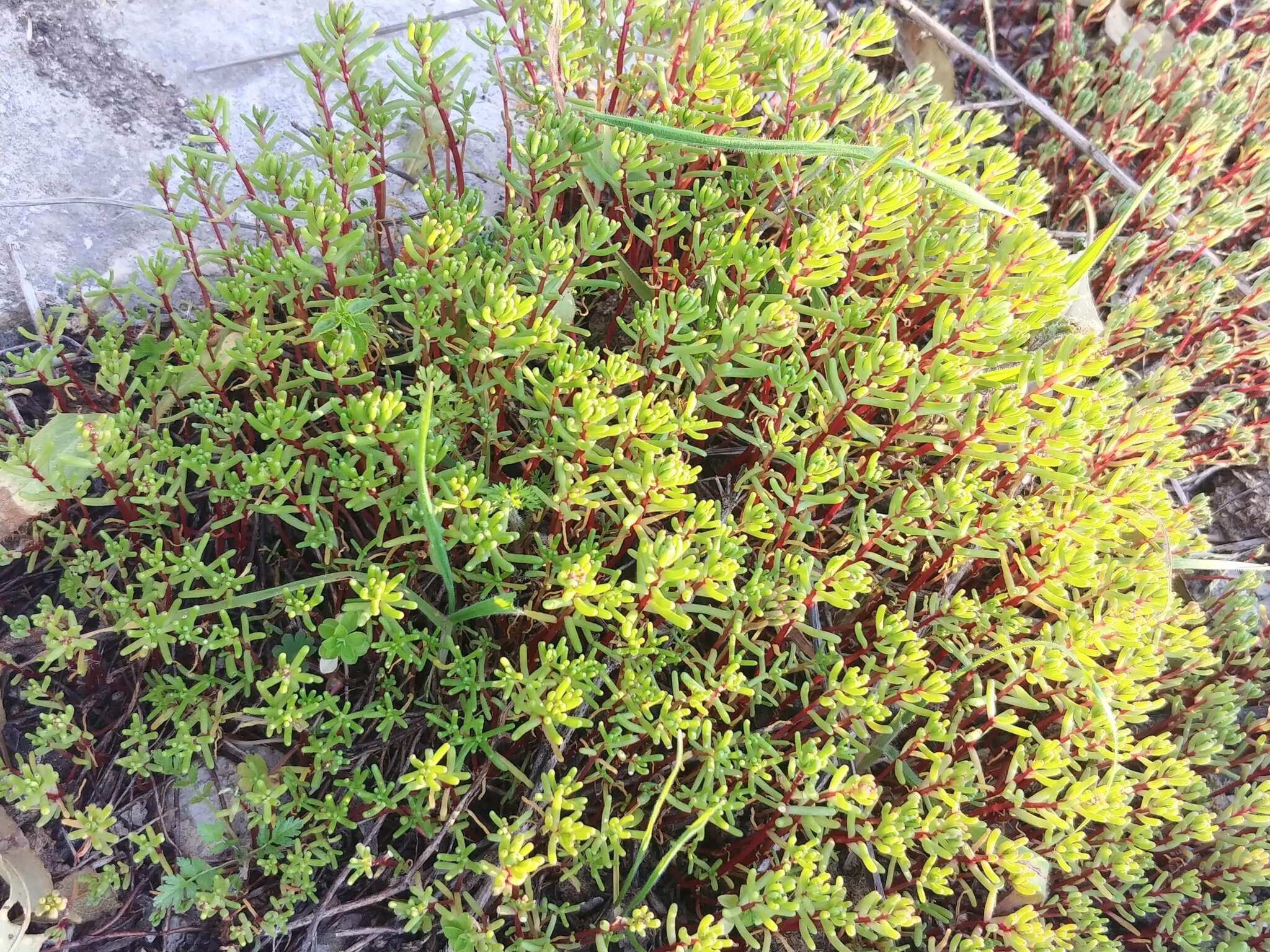 Image of Crassula vaillantii (Willd.) Roth