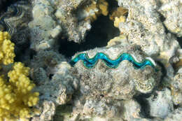 Image of Small giant clam