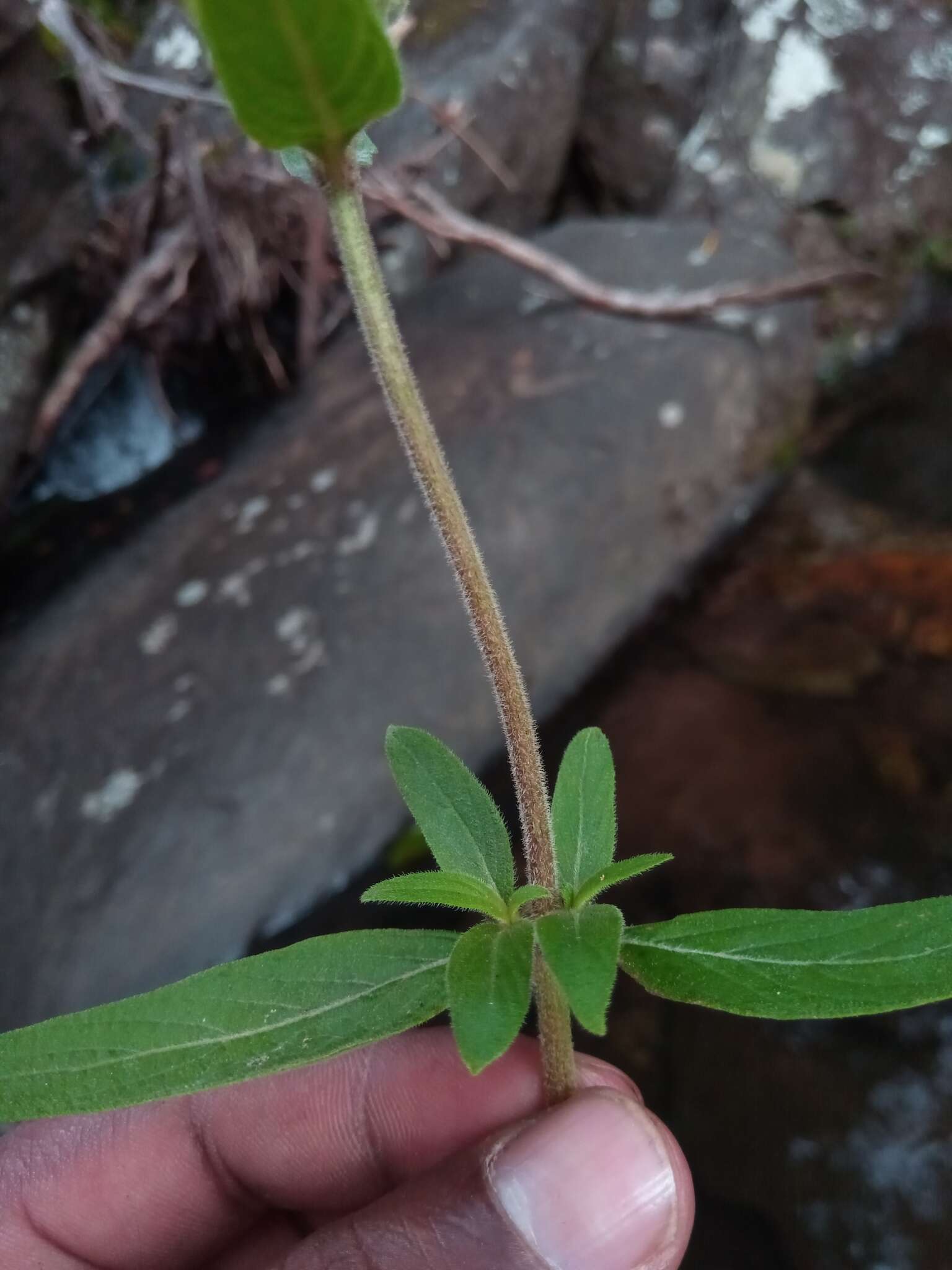 صورة Phyllopentas flava Razafim., Andriamih. & Kårehed