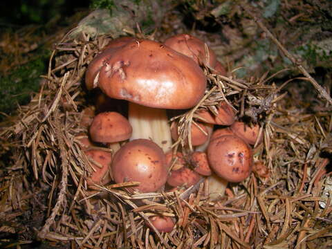 Image of Gymnopus fusipes (Bull.) Gray 1821