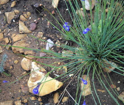 Image of Lobelia linearis Thunb.