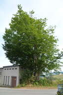 Image of European hornbeam