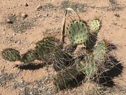 Image of grassland pricklypear