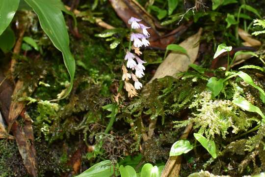 Image of Tsaiorchis keiskeoides (Gagnep.) X. H. Jin, Schuit. & W. T. Jin