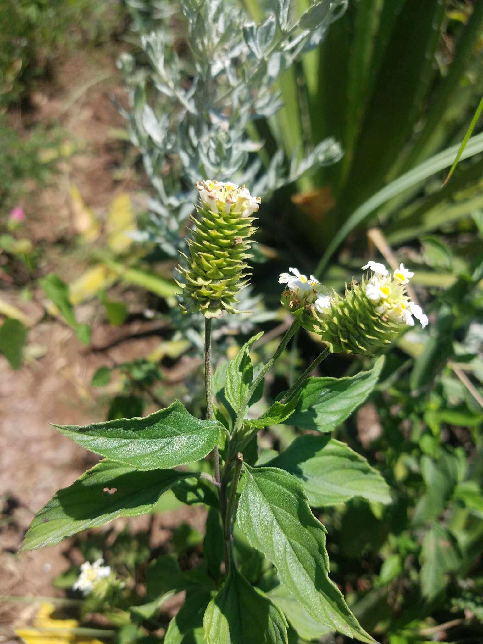 Image of hammock shrubverbena