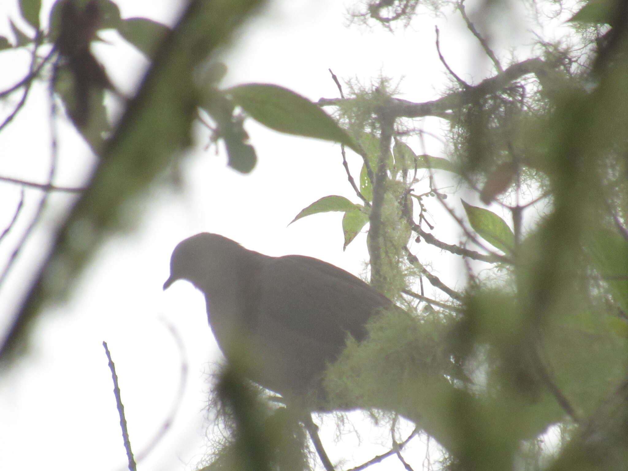 Image of Ruddy Pigeon