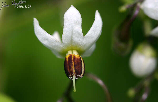 Image of Solanum lyratum Thunb.