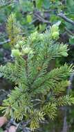 Image of Black Spruce