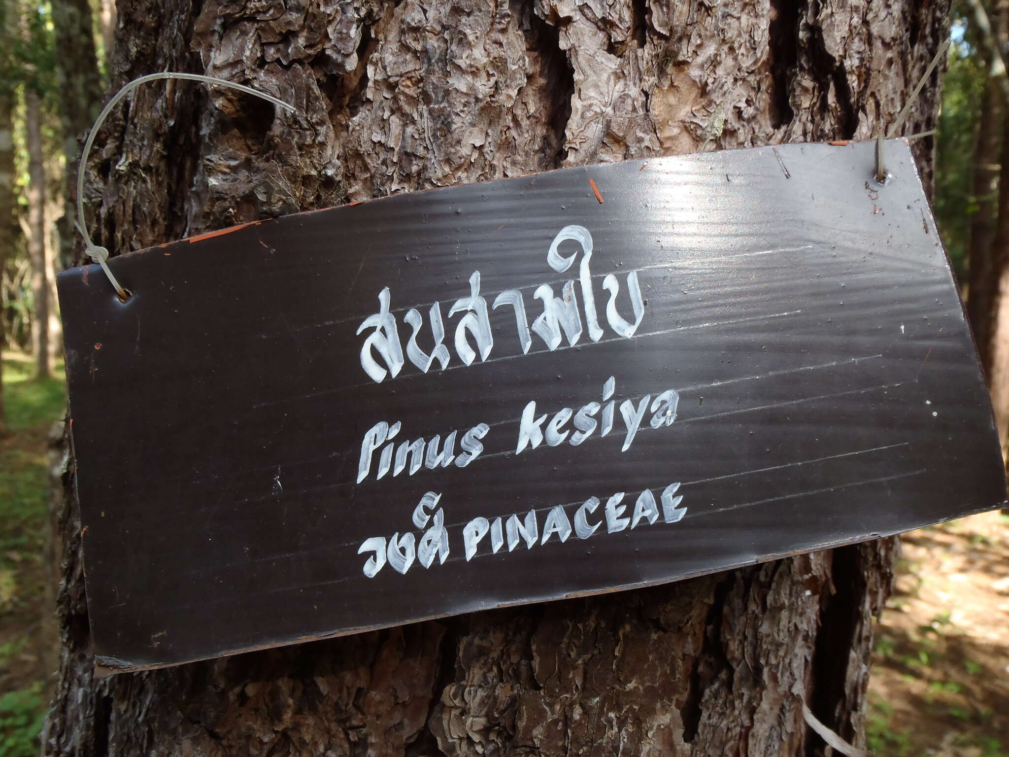Image of Benguet Pine