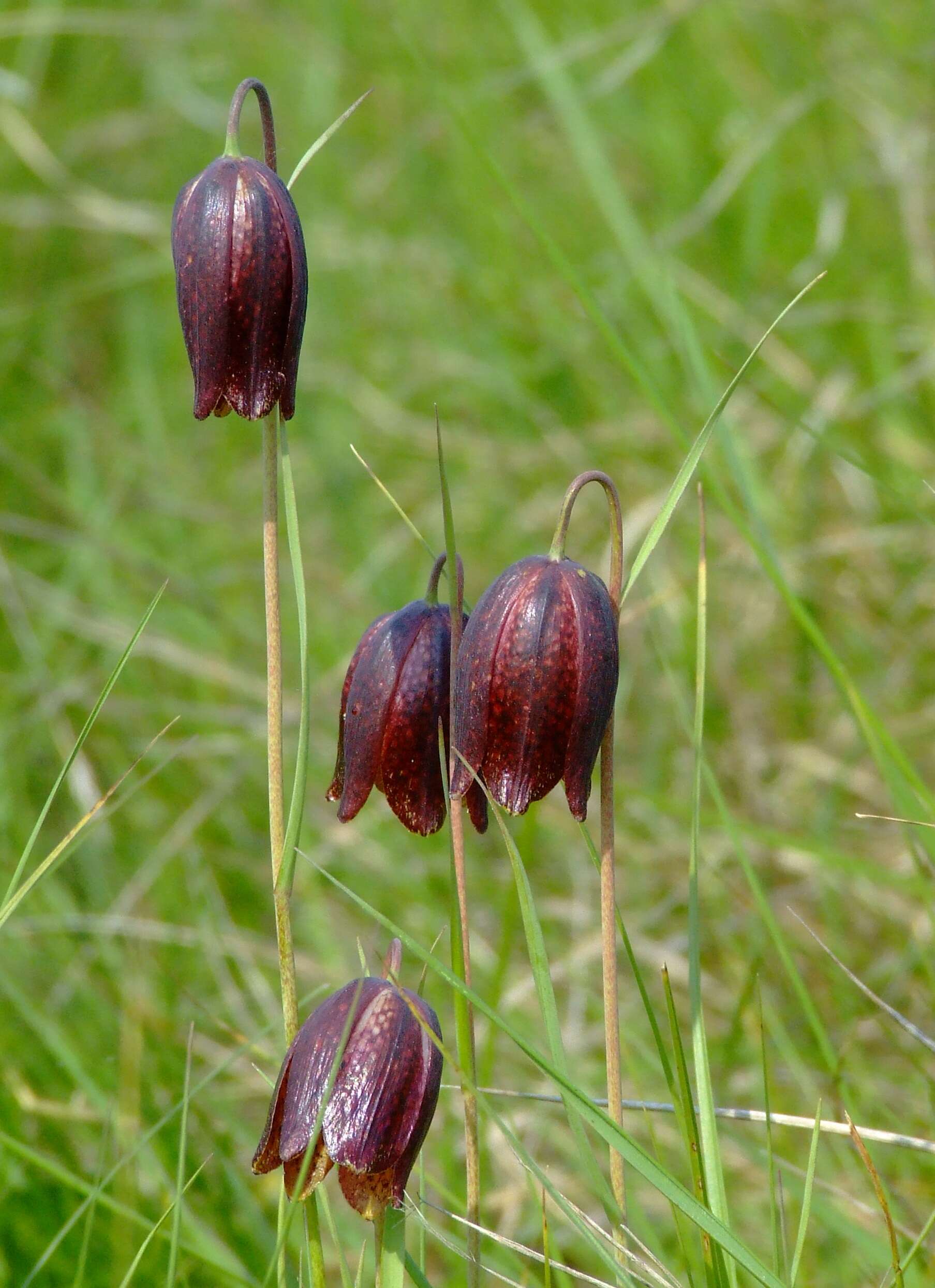 Fritillaria meleagroides Patrin ex Schult. & Schult. fil. resmi