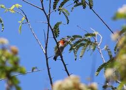 Image of Scarlet-headed Flowerpecker