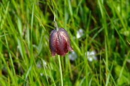 Fritillaria meleagroides Patrin ex Schult. & Schult. fil. resmi