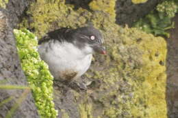 Image of Least Auklet