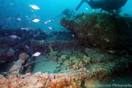 Image of Banded Wobbegong