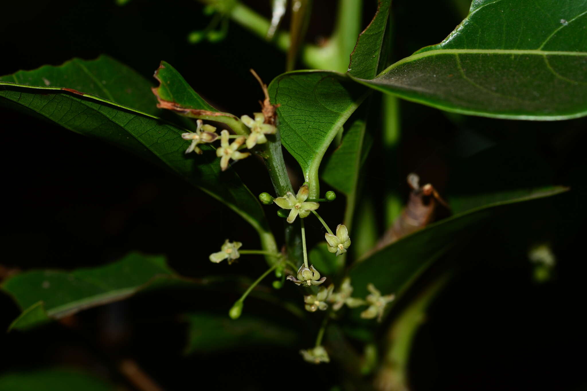 Image of Phyllanthus assamicus Müll. Arg.