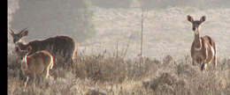 Image of Mountain nyala