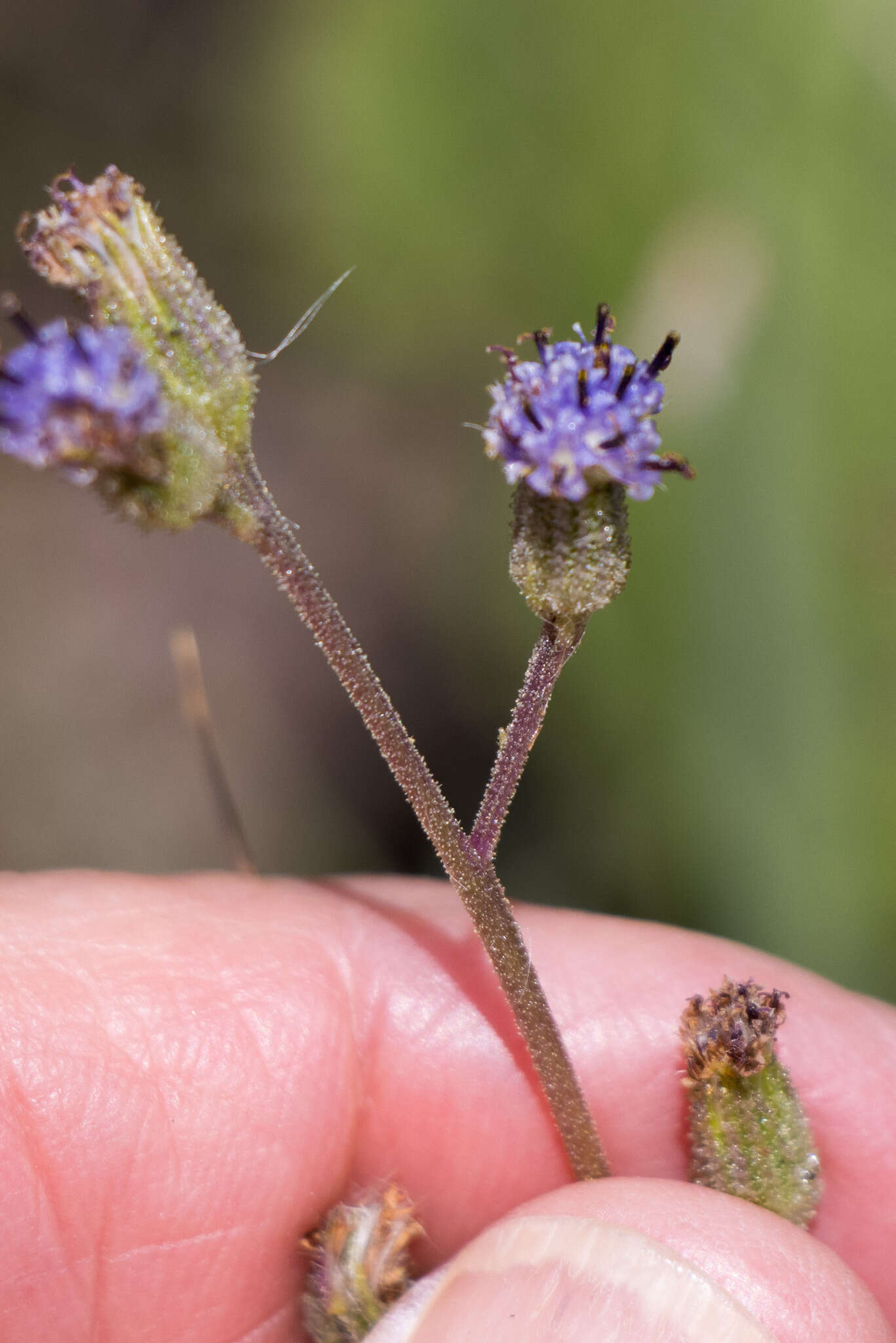 Sivun Senecio variabilis Sch. Bip. kuva