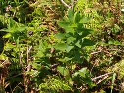 Plancia ëd Hypericum foliosum Dryand. ex Ait.