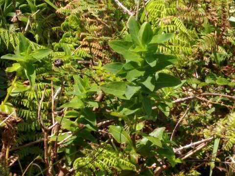 Image of Hypericum foliosum Dryand. ex Ait.