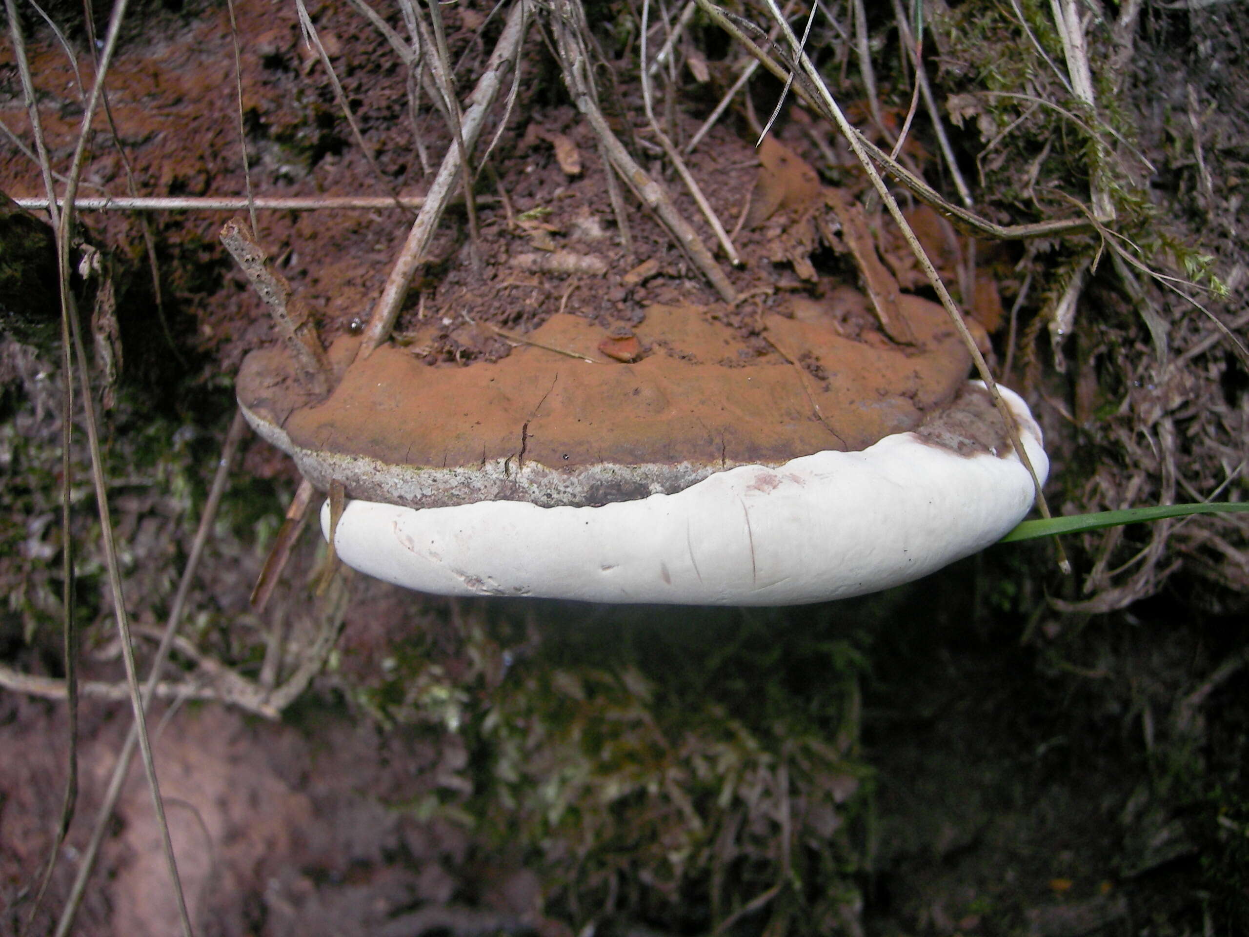 Image of Ganoderma applanatum