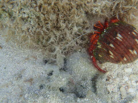 Image of Giant orange hermit crab