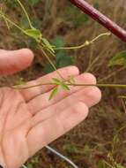 Image of Texas snoutbean