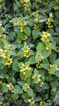 Image of Lamium galeobdolon subsp. galeobdolon