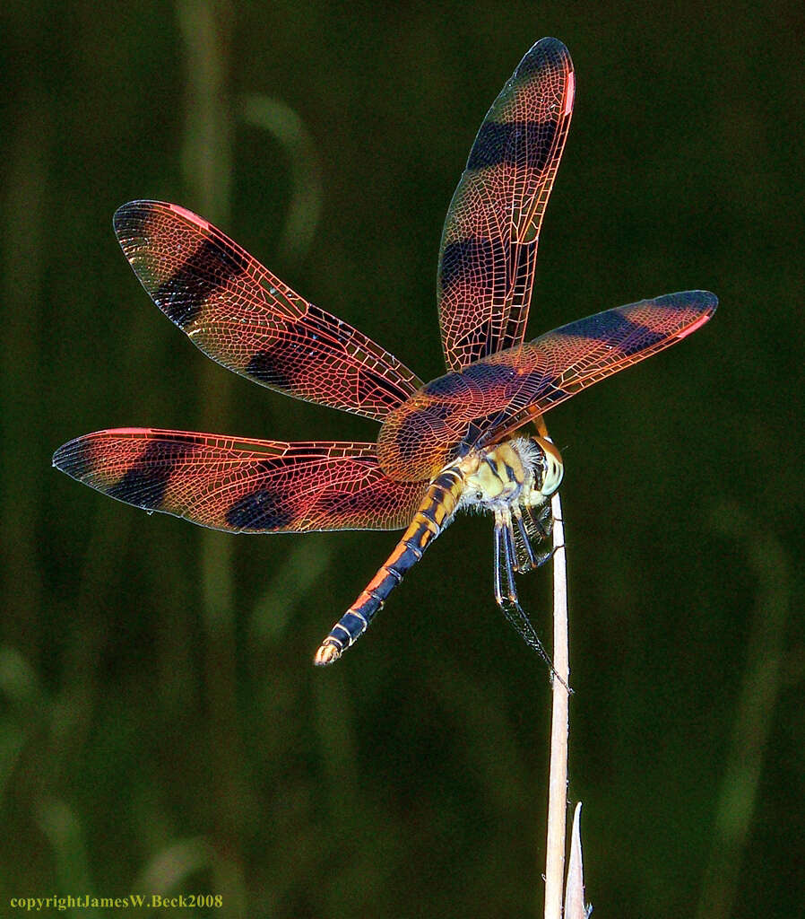 Celithemis eponina (Drury 1773) resmi