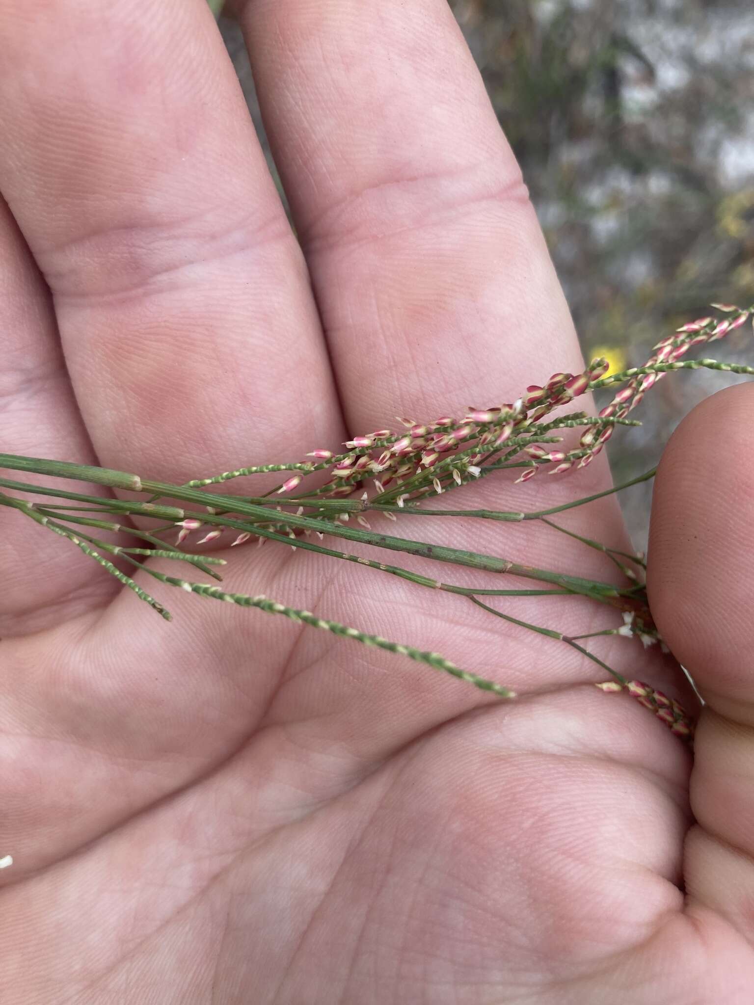 Image de Polygonella gracilis (Nutt.) Meisn.