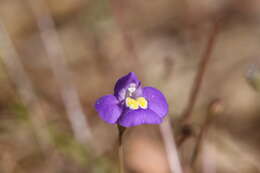 Image de Uvedalia linearis R. Br.