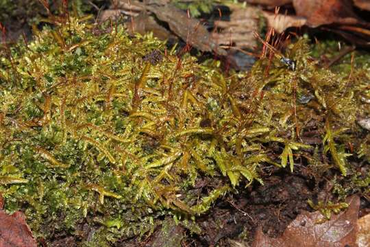 Image of entodon moss