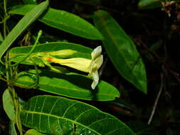 Plancia ëd Odontadenia nitida (M. Vahl) Müll. Arg.