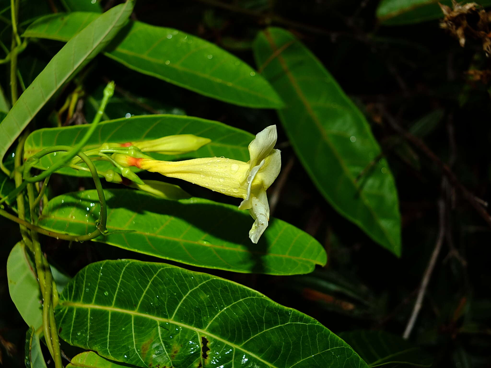 صورة Odontadenia nitida (M. Vahl) Müll. Arg.