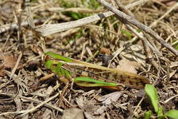 Image of Locusta