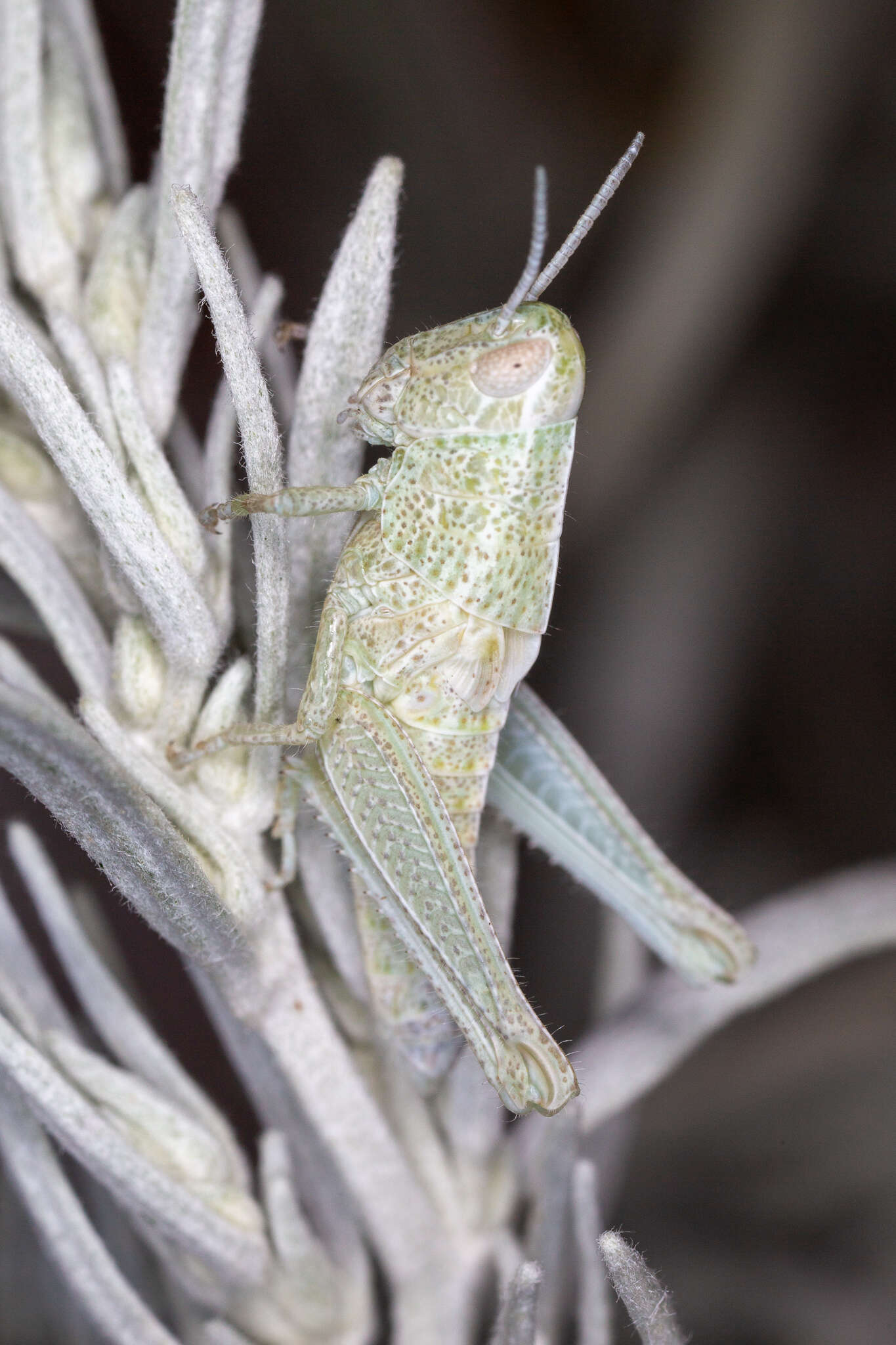 Image de Hypochlora alba (Dodge & G. M. 1876)