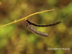 Imagem de Codariocalyx motorius (Houtt.) H. Ohashi