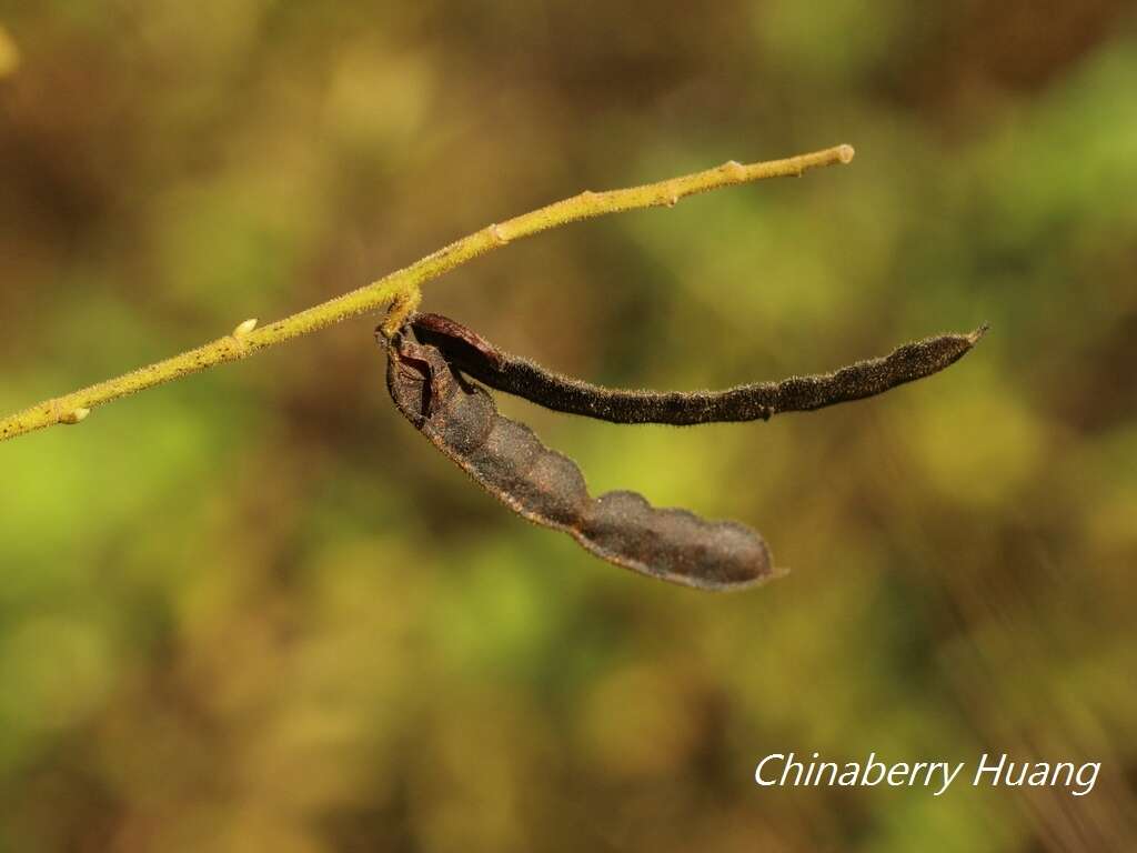 Imagem de Codariocalyx motorius (Houtt.) H. Ohashi