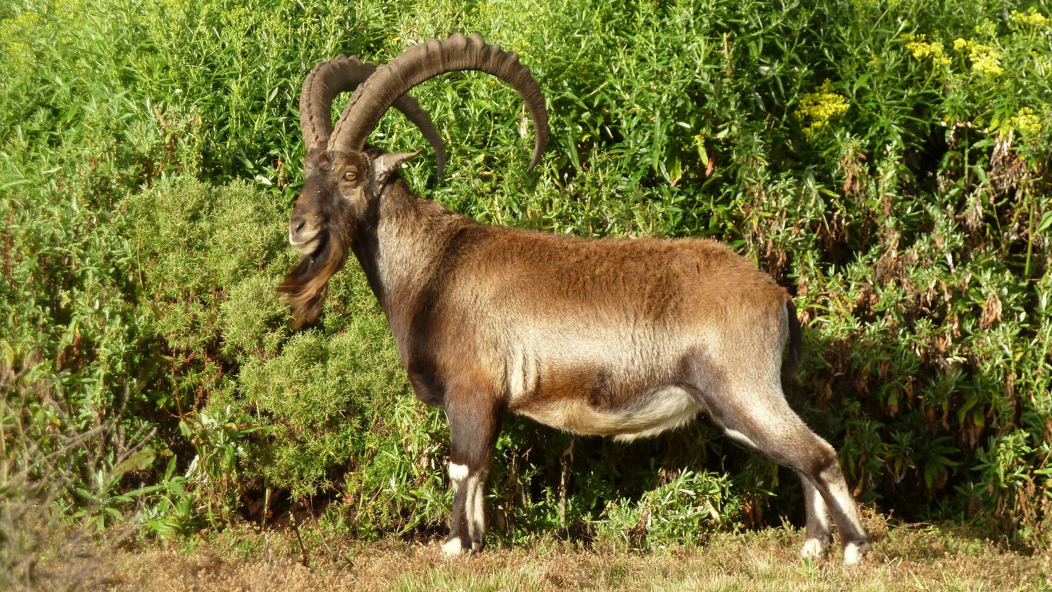 Image of Walia Ibex