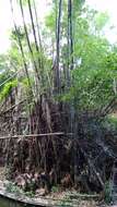 Image of Bambusa spinosa Roxb.