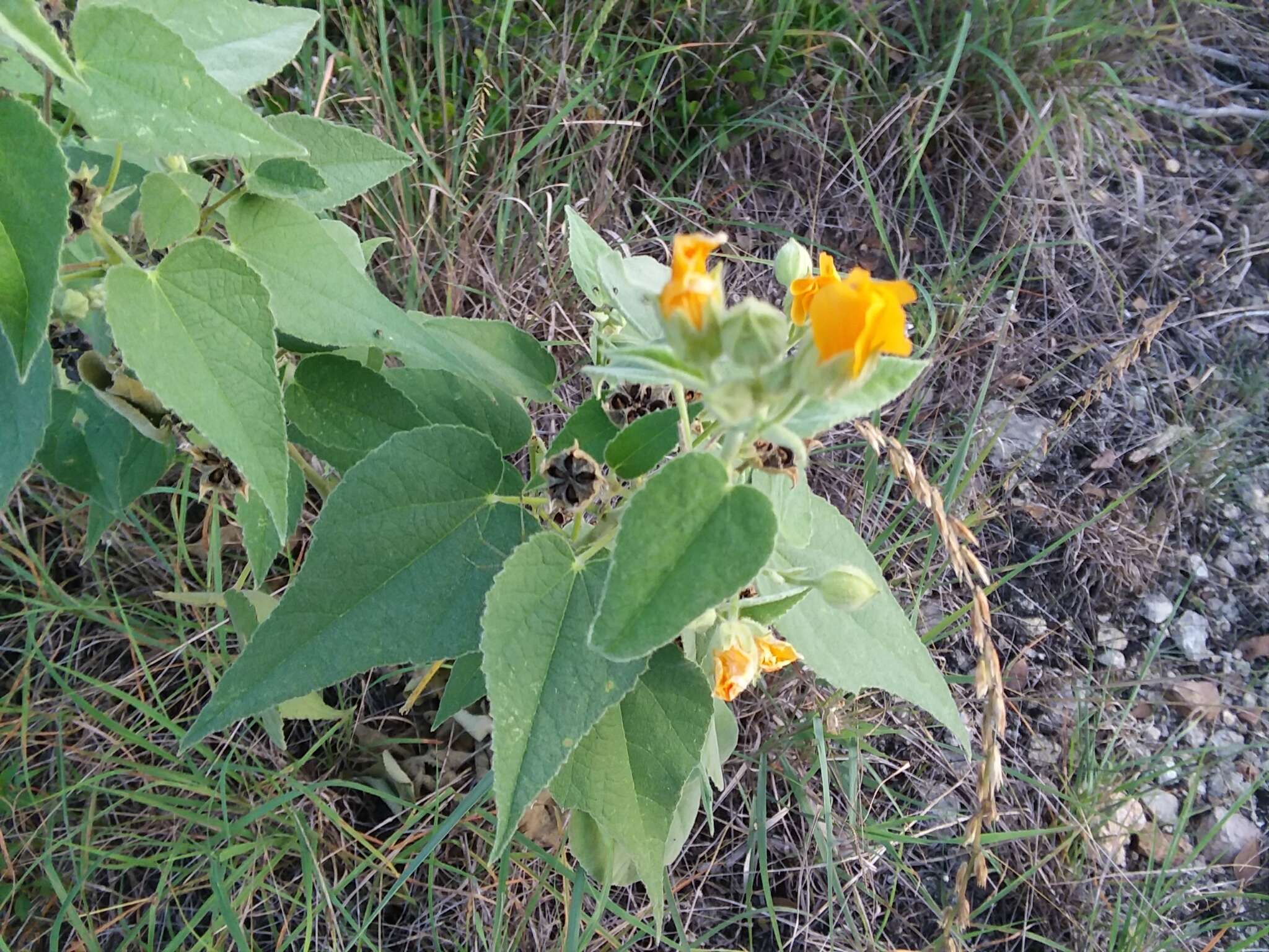 Image of Chisos Mountain false Indianmallow