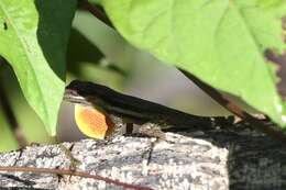 Image of Bluefields Anole