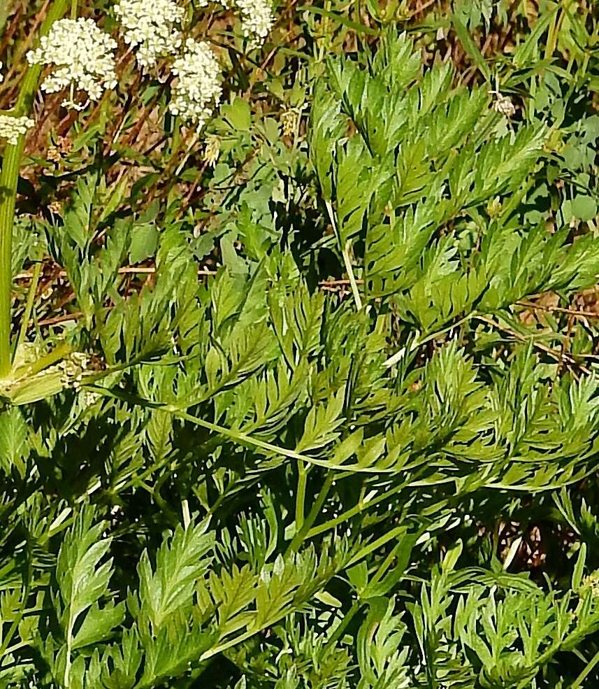 Image de Ligusticum porteri Coult. & N. E. Rose