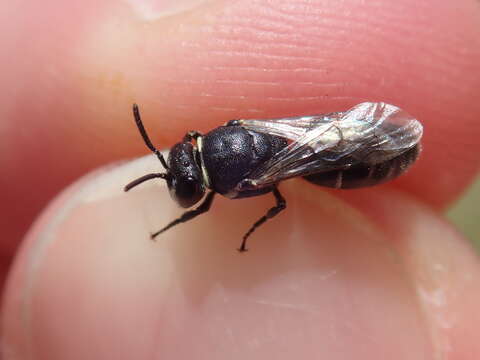 Hylaeus signatus (Panzer 1798) resmi