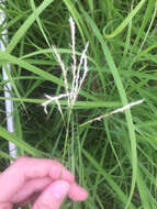 صورة Bothriochloa ischaemum (L.) Keng