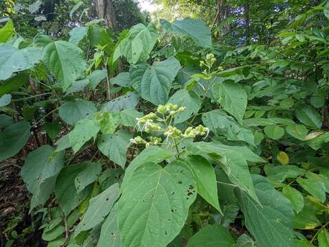 Imagem de Clerodendrum villosum Blume