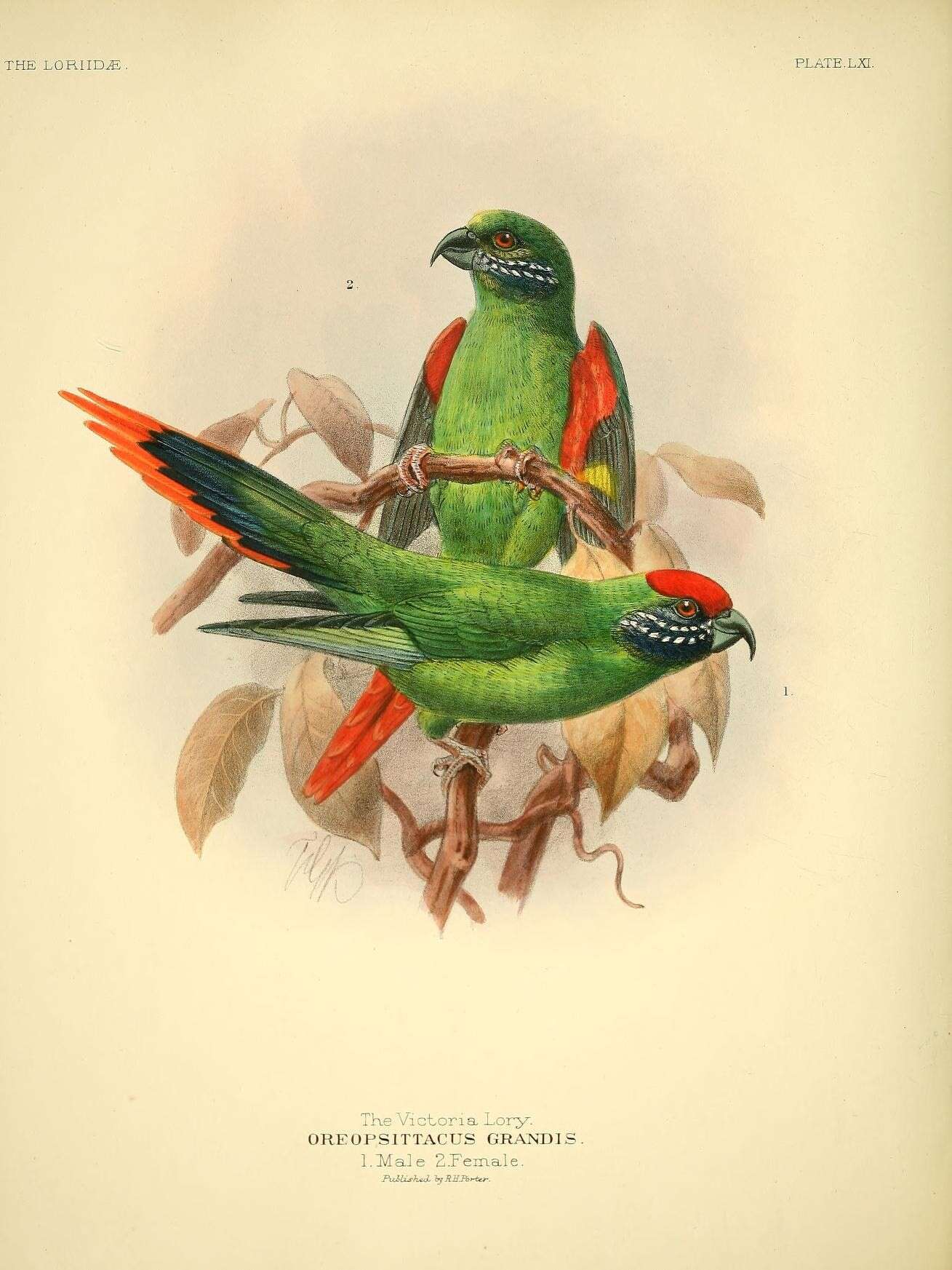 Image of Oreopsittacus Salvadori 1877